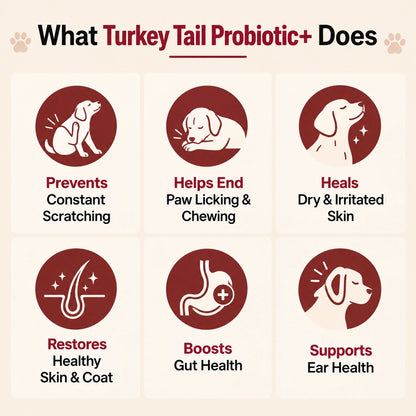 Turkey Tail Probiotic+